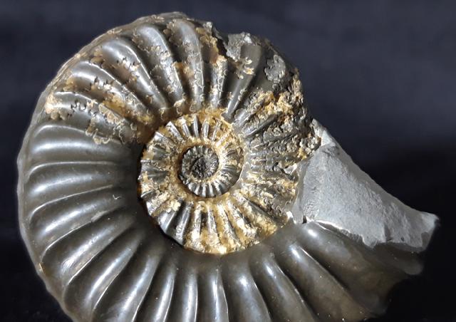 Pleuroceras spinatum (BRUGUIRE 1789) - Bild © FossNet FossilienStore